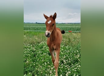 German Sport Horse, Stallion, , 16,2 hh, Brown