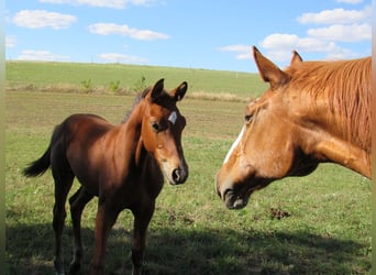 German Sport Horse, Stallion, Foal (04/2025), 16,2 hh, Brown