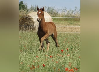 German Sport Horse, Stallion, , 16,2 hh, Brown