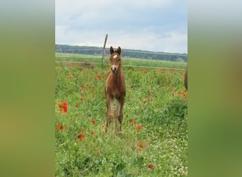 German Sport Horse, Stallion, , 16,2 hh, Brown