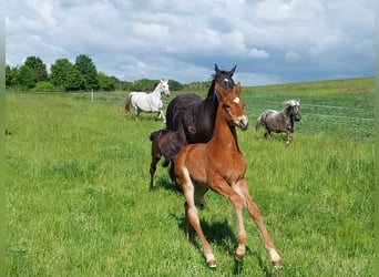 German Sport Horse, Stallion, , 16,2 hh, Brown