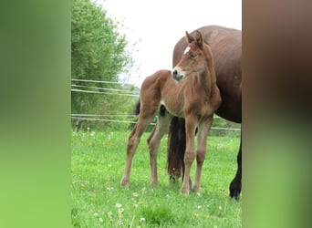 German Sport Horse, Stallion, , 16,2 hh, Brown