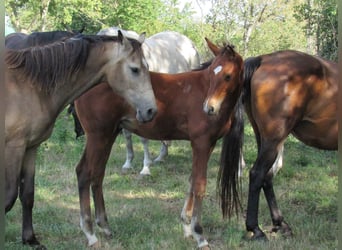 German Sport Horse, Stallion, Foal (04/2025), 16,2 hh, Brown