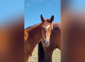 German Sport Horse, Stallion, Foal (04/2025), 16,2 hh, Brown