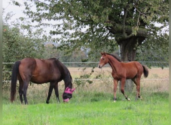 German Sport Horse, Stallion, Foal (04/2025), 16,2 hh, Brown