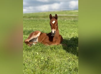 German Sport Horse, Stallion, , 16,2 hh, Brown