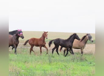 German Sport Horse, Stallion, Foal (04/2025), 16,2 hh, Brown