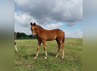 German Sport Horse, Stallion, Foal (04/2025), 16,2 hh, Brown