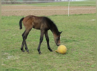 German Sport Horse, Stallion, Foal (03/2026), 16,2 hh, Can be white