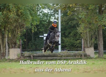 German Sport Horse, Stallion, Foal (03/2026), 16,2 hh, Can be white