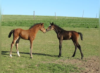 German Sport Horse, Stallion, Foal (03/2026), 16,2 hh, Can be white