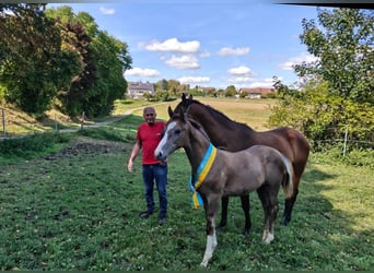 German Sport Horse, Stallion, Foal (04/2025), 16,2 hh, Can be white