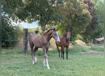 German Sport Horse, Stallion, Foal (04/2025), 16,2 hh, Can be white