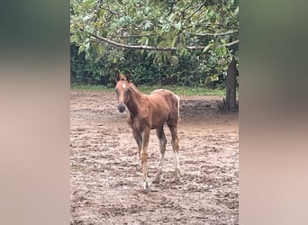 German Sport Horse, Stallion, Foal (06/2025), 16,2 hh, Chestnut