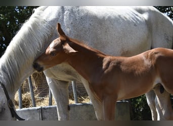 German Sport Horse, Stallion, Foal (06/2025), 16,2 hh, Chestnut