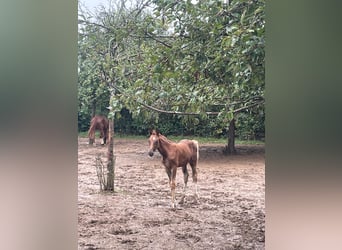 German Sport Horse, Stallion, Foal (06/2025), 16,2 hh, Chestnut