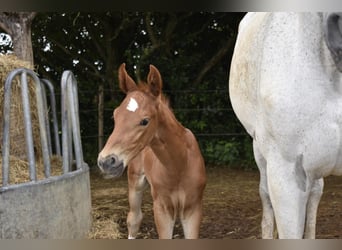 German Sport Horse, Stallion, Foal (06/2025), 16,2 hh, Chestnut