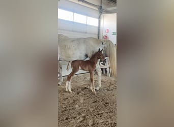 German Sport Horse, Stallion, Foal (06/2025), 16,2 hh, Chestnut