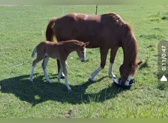 German Sport Horse, Stallion, Foal (05/2025), 16,2 hh, Chestnut-Red