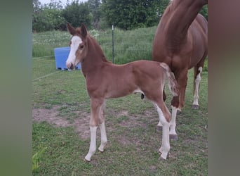 German Sport Horse, Stallion, Foal (05/2025), 16,2 hh, Chestnut-Red
