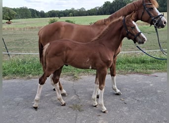 German Sport Horse, Stallion, Foal (05/2025), 16,2 hh, Chestnut-Red