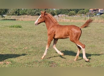 German Sport Horse, Stallion, Foal (05/2025), 16,2 hh, Chestnut-Red