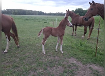 German Sport Horse, Stallion, Foal (05/2025), 16,2 hh, Chestnut-Red