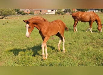 German Sport Horse, Stallion, Foal (05/2025), 16,2 hh, Chestnut-Red