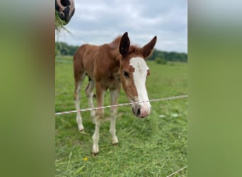 German Sport Horse, Stallion, Foal (05/2025), 16,2 hh, Chestnut-Red