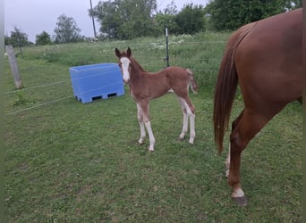 German Sport Horse, Stallion, Foal (05/2025), 16,2 hh, Chestnut-Red