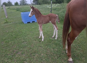 German Sport Horse, Stallion, Foal (05/2025), 16,2 hh, Chestnut-Red