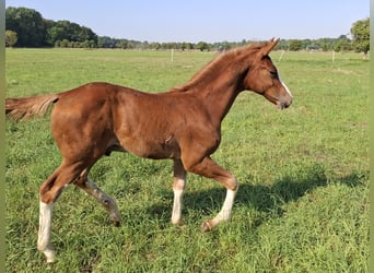 German Sport Horse, Stallion, Foal (05/2025), 16,2 hh, Chestnut-Red