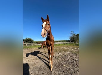 German Sport Horse, Stallion, Foal (03/2025), 16,2 hh, Chestnut-Red