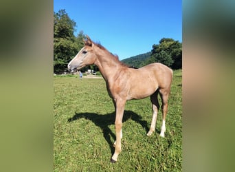 German Sport Horse, Stallion, Foal (05/2025), 16,2 hh, Grey