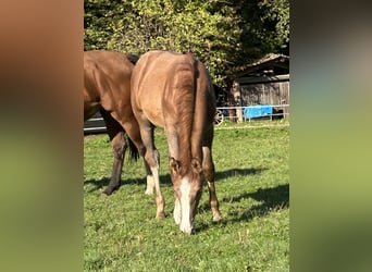 German Sport Horse, Stallion, Foal (05/2025), 16,2 hh, Grey
