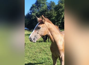 German Sport Horse, Stallion, Foal (05/2025), 16,2 hh, Grey