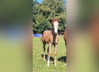 German Sport Horse, Stallion, Foal (05/2025), 16,2 hh, Grey