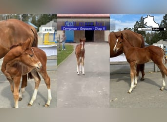 German Sport Horse, Stallion, Foal (03/2026), 16,2 hh