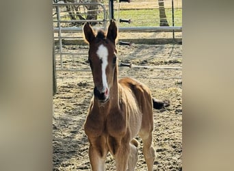 German Sport Horse, Stallion, Foal (02/2026), 16,3 hh, Bay-Dark
