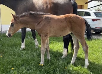 German Sport Horse, Stallion, Foal (02/2026), 16,3 hh, Bay-Dark