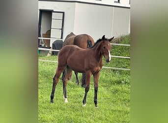 German Sport Horse, Stallion, Foal (04/2025), 16,3 hh, Brown