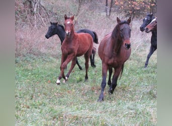 German Sport Horse, Stallion, Foal (04/2025), 16,3 hh, Brown