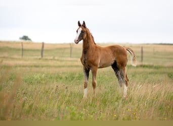 German Sport Horse, Stallion, , 16,3 hh, Chestnut-Red
