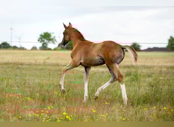 German Sport Horse, Stallion, , 16,3 hh, Chestnut-Red