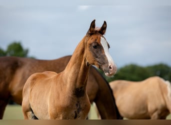 German Sport Horse, Stallion, , 16,3 hh, Chestnut-Red