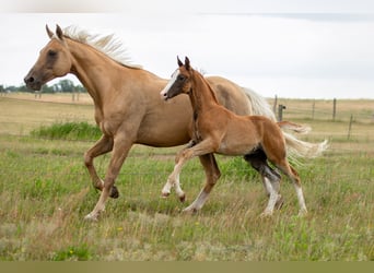 German Sport Horse, Stallion, , 16,3 hh, Chestnut-Red