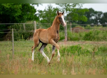German Sport Horse, Stallion, , 16,3 hh, Chestnut-Red