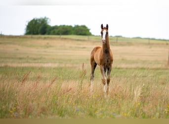 German Sport Horse, Stallion, , 16,3 hh, Chestnut-Red