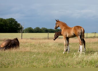 German Sport Horse, Stallion, , 16,3 hh, Chestnut-Red