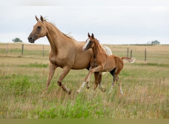 German Sport Horse, Stallion, , 16,3 hh, Chestnut-Red